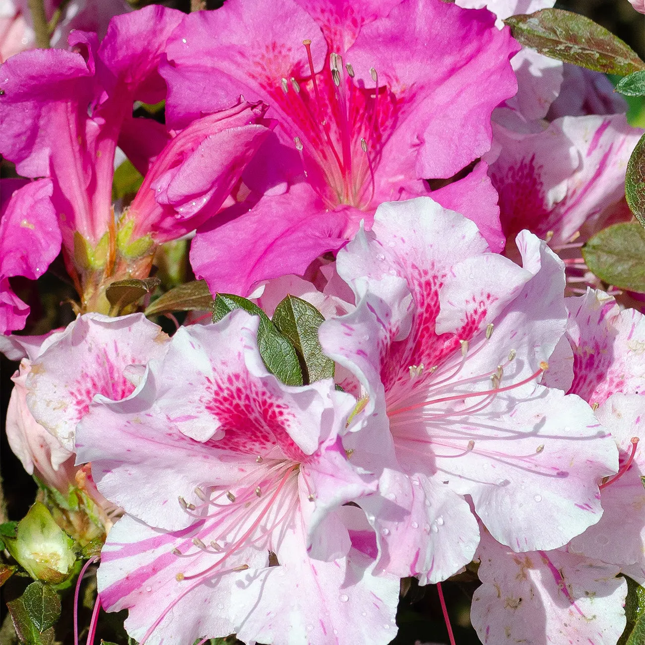 Autumn Twist® Encore® Azalea Shrub