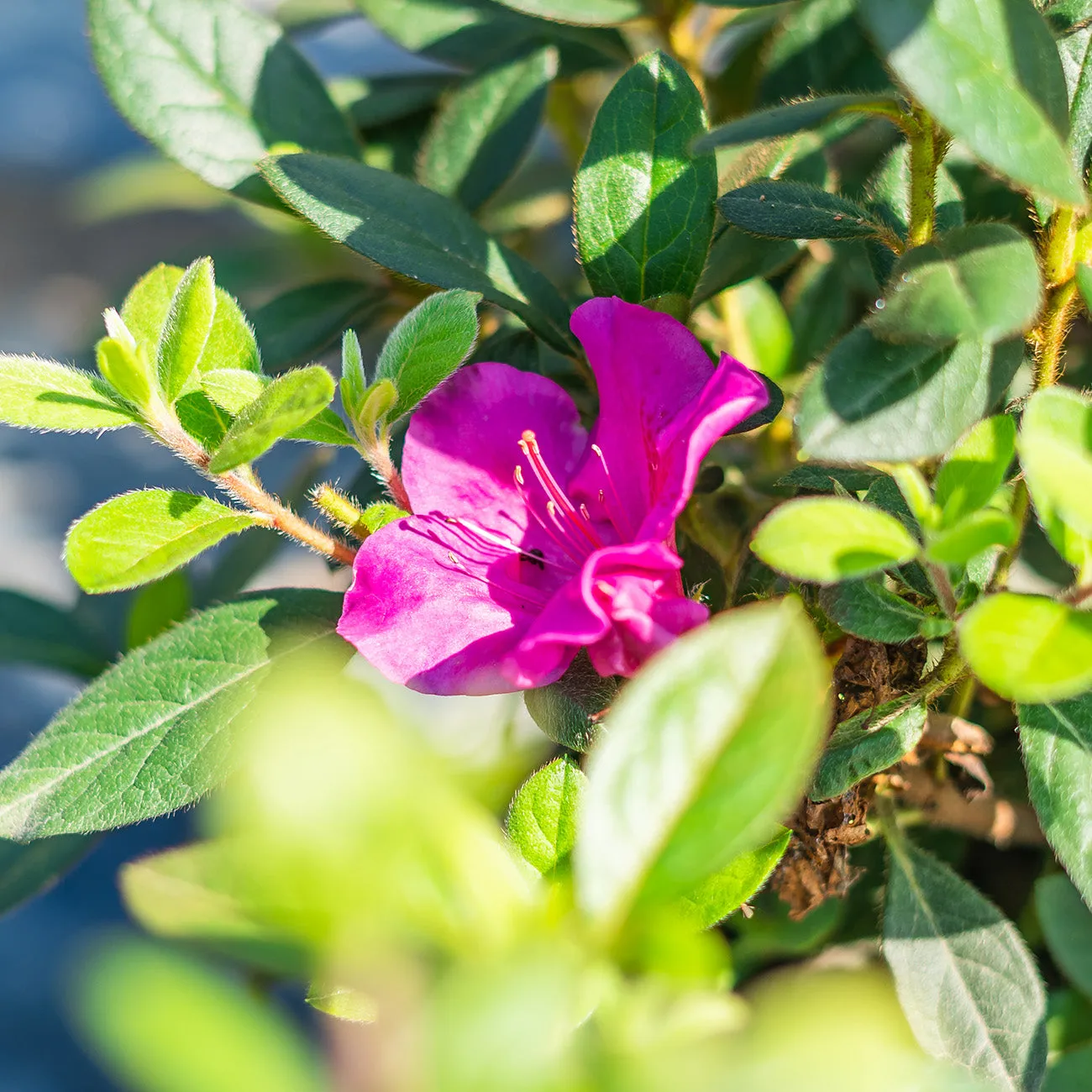 Autumn Twist® Encore® Azalea Shrub