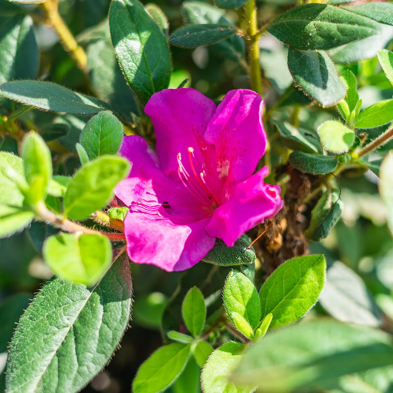 Autumn Twist® Encore® Azalea Shrub