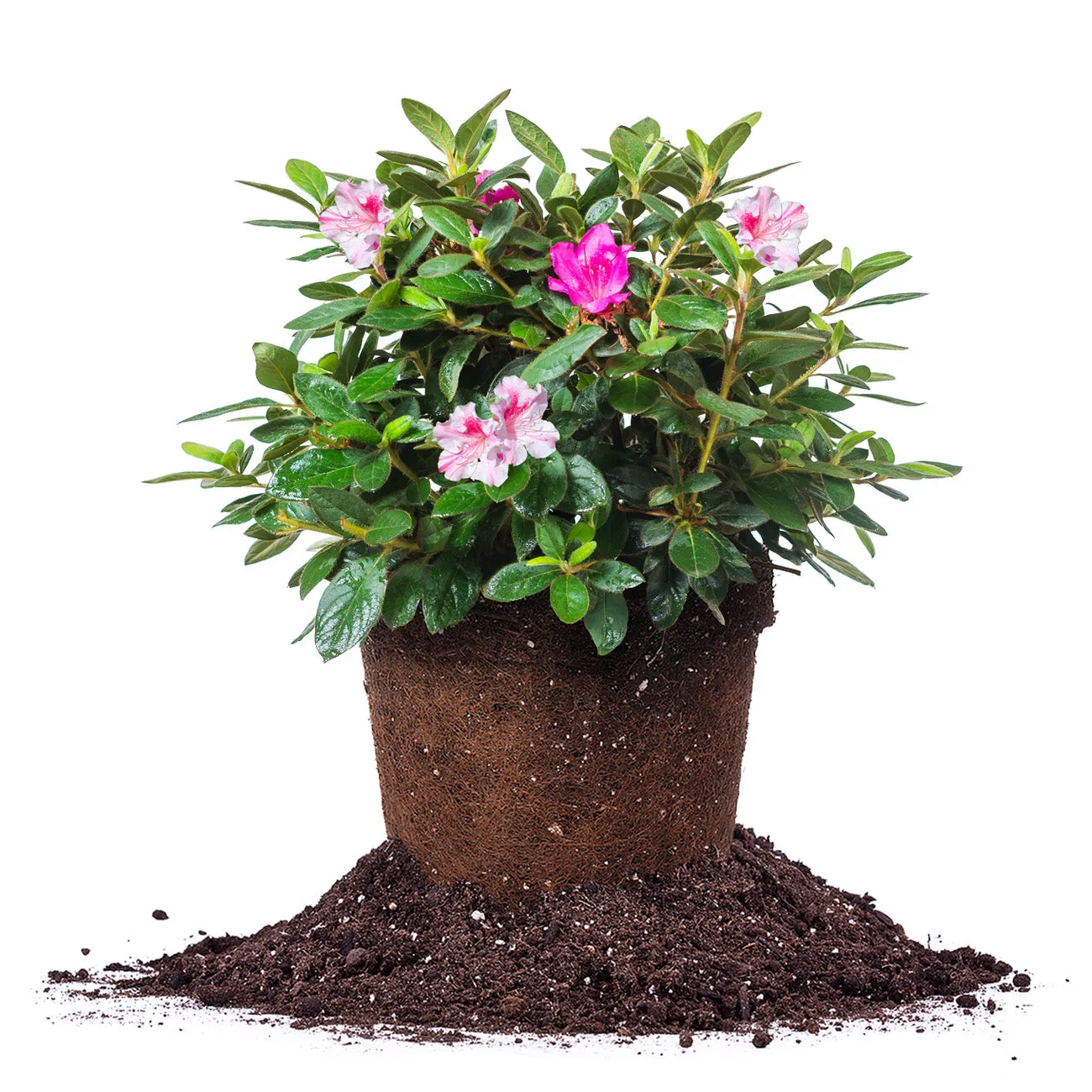 Autumn Twist® Encore® Azalea Shrub