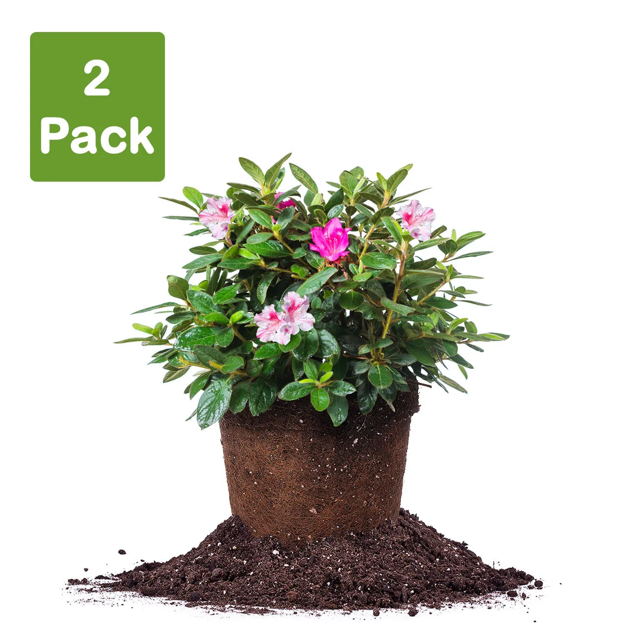 Autumn Twist® Encore® Azalea Shrub