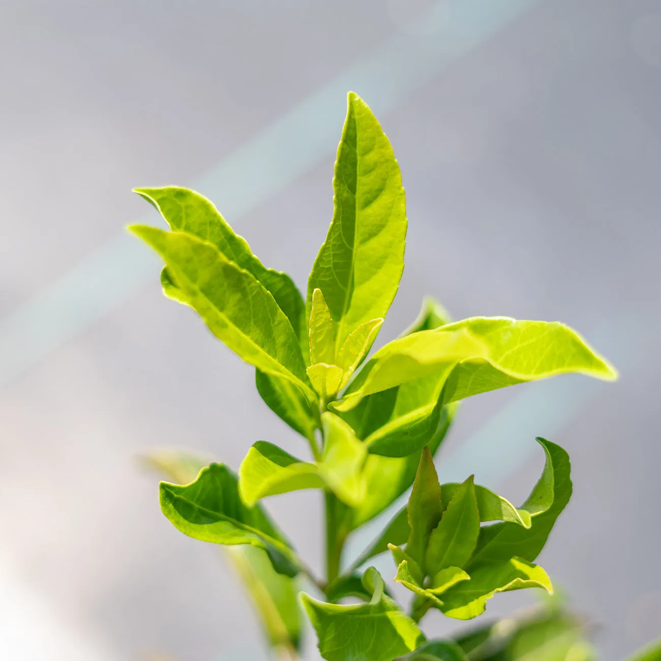 Chindo Viburnum Shrub