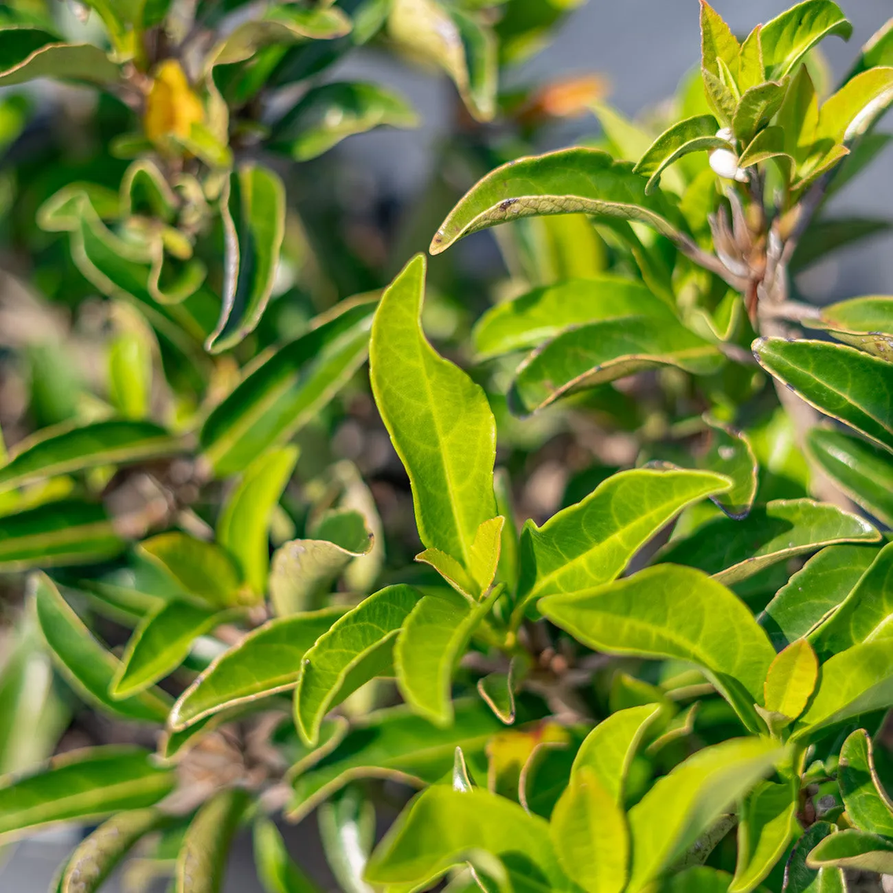 Chindo Viburnum Shrub