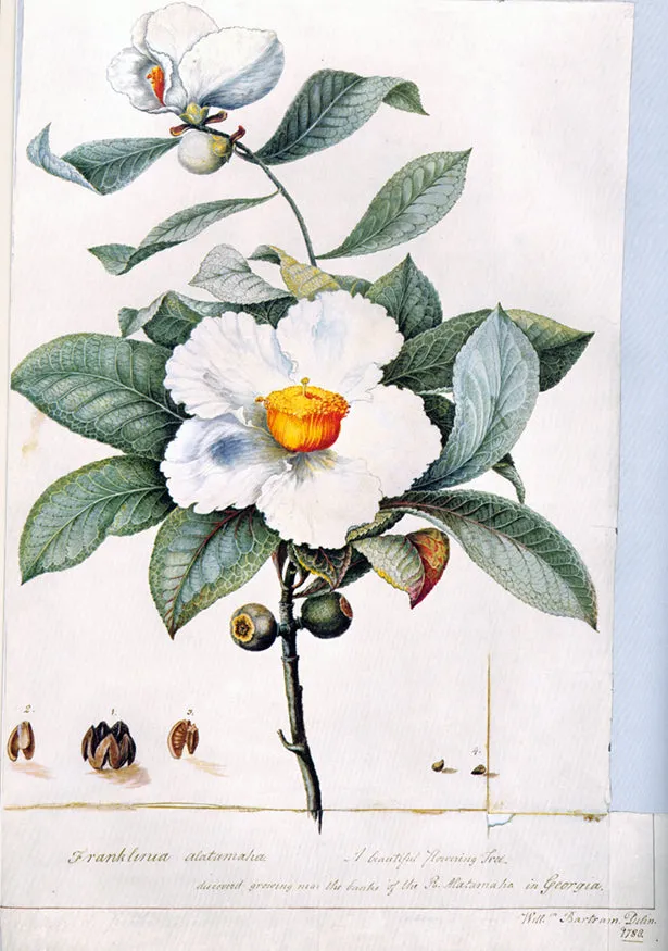 Franklin Tree Franklinia alatamaha 10 Seeds  USA Company