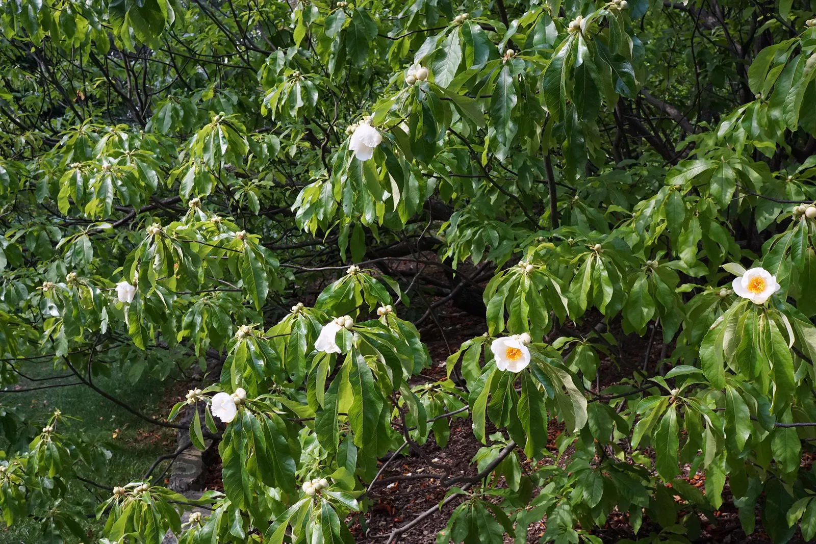 Franklin Tree Franklinia alatamaha 10 Seeds  USA Company