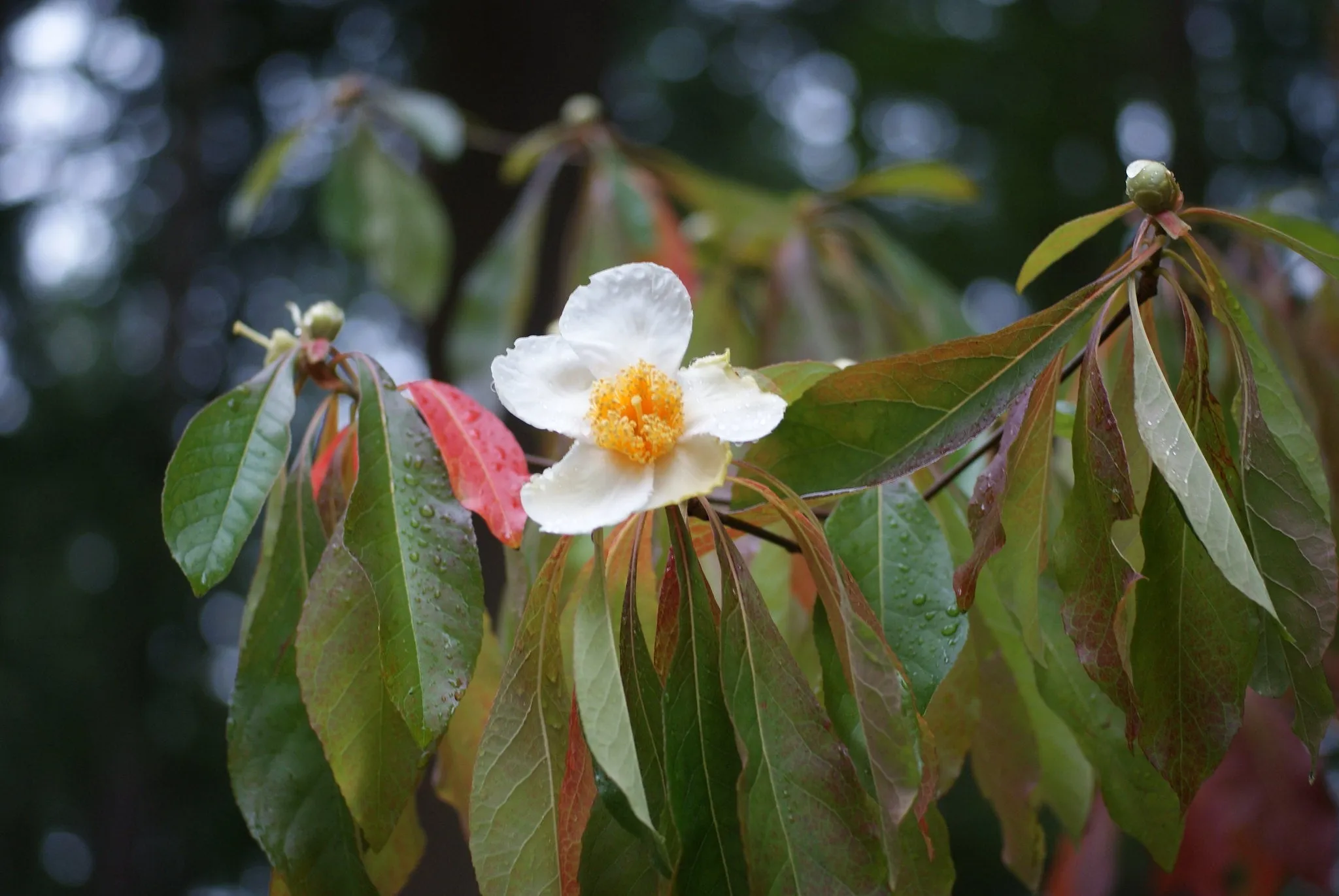 Franklin Tree Franklinia alatamaha 10 Seeds  USA Company