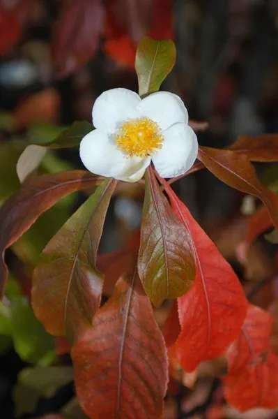 Franklin Tree Franklinia alatamaha 10 Seeds  USA Company