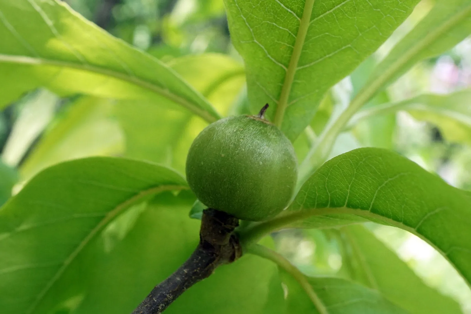 Franklin Tree Franklinia alatamaha 10 Seeds  USA Company