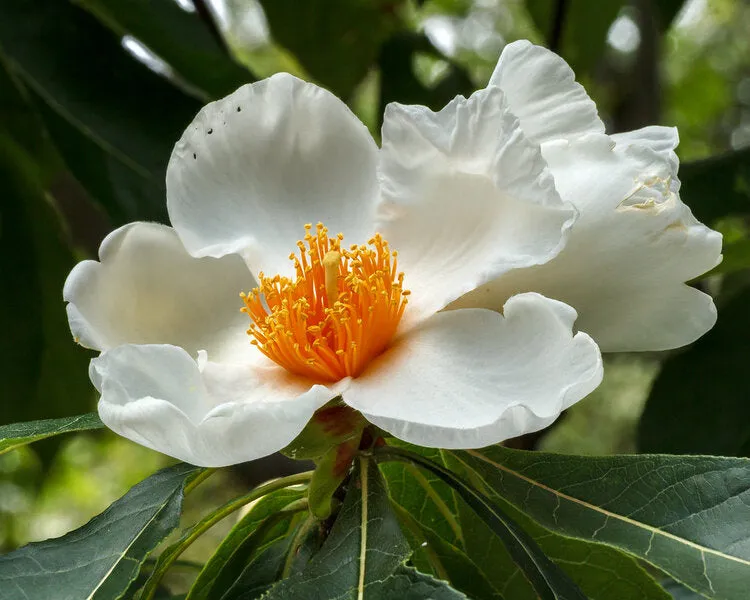 Franklin Tree Franklinia alatamaha 10 Seeds  USA Company