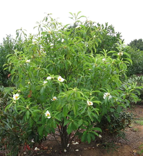 Franklin Tree Franklinia alatamaha 10 Seeds  USA Company