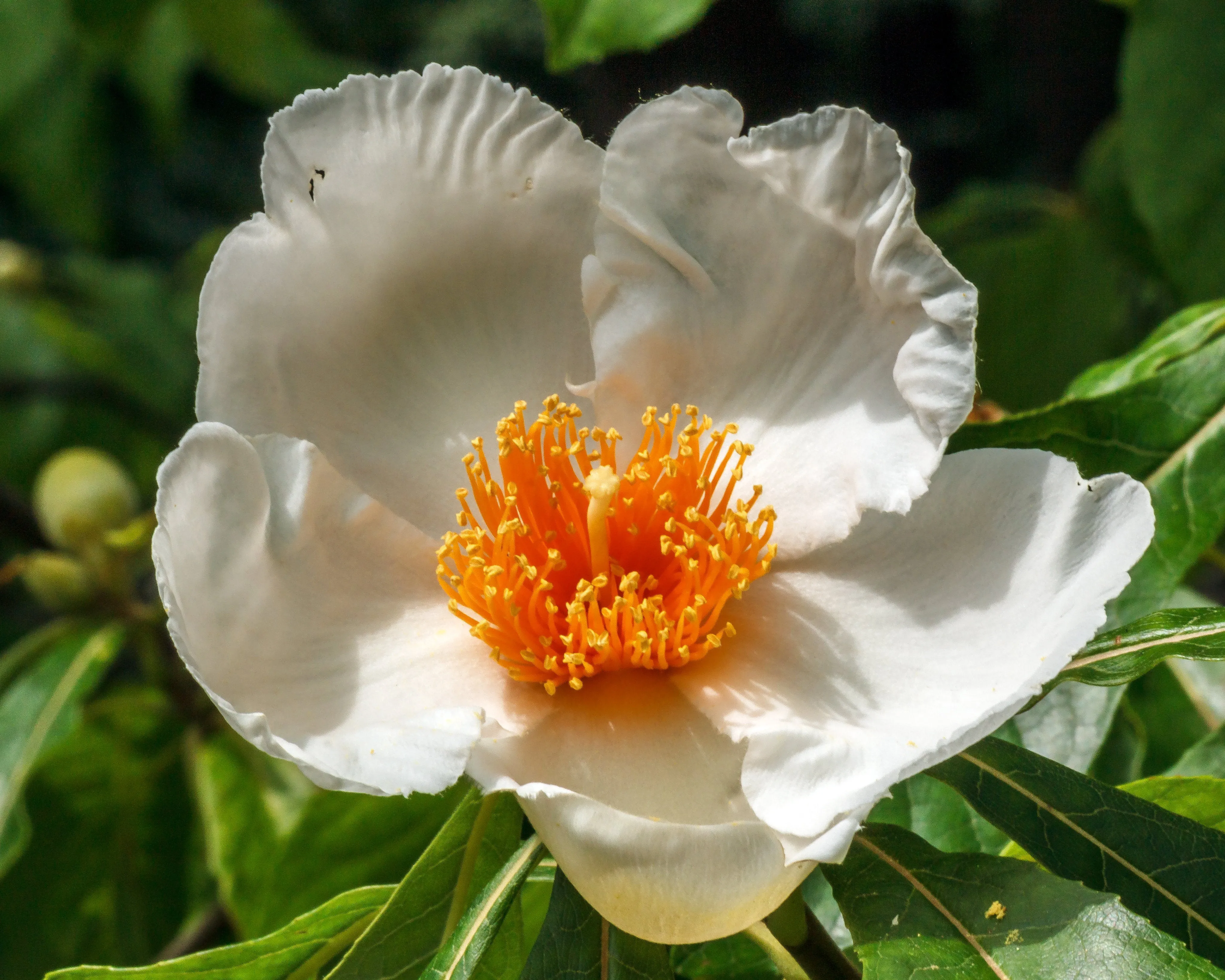 Franklin Tree Franklinia alatamaha 10 Seeds  USA Company