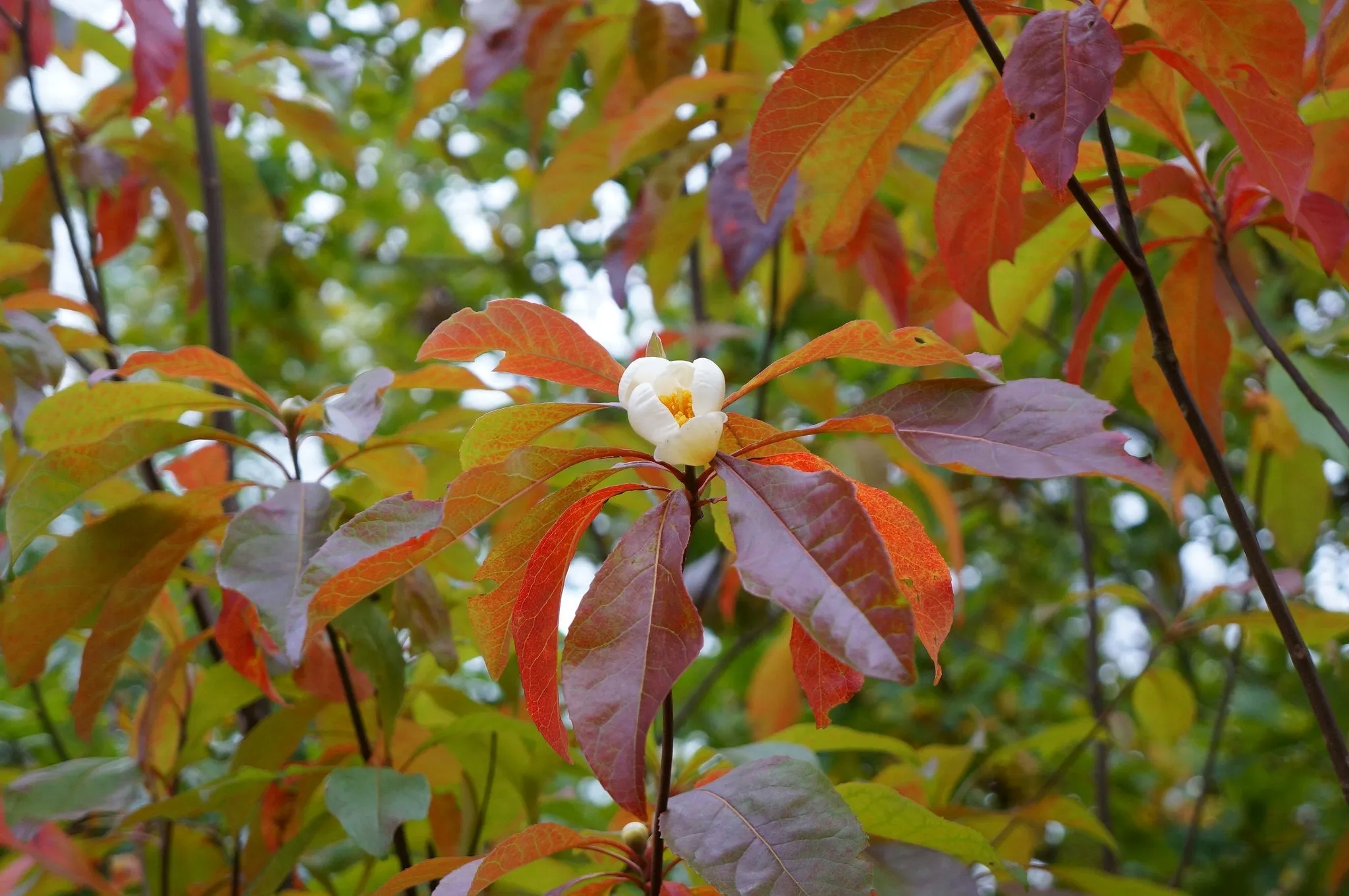 Franklin Tree Franklinia alatamaha 10 Seeds  USA Company