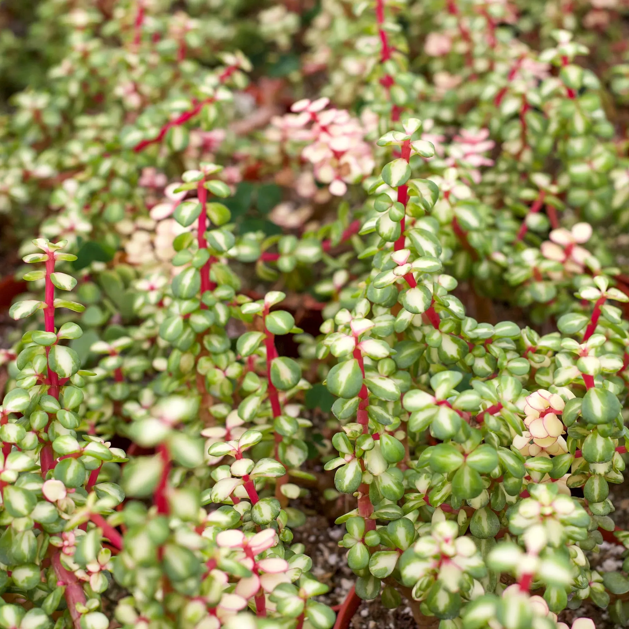 Portulacaria afra 'Medio-picta'