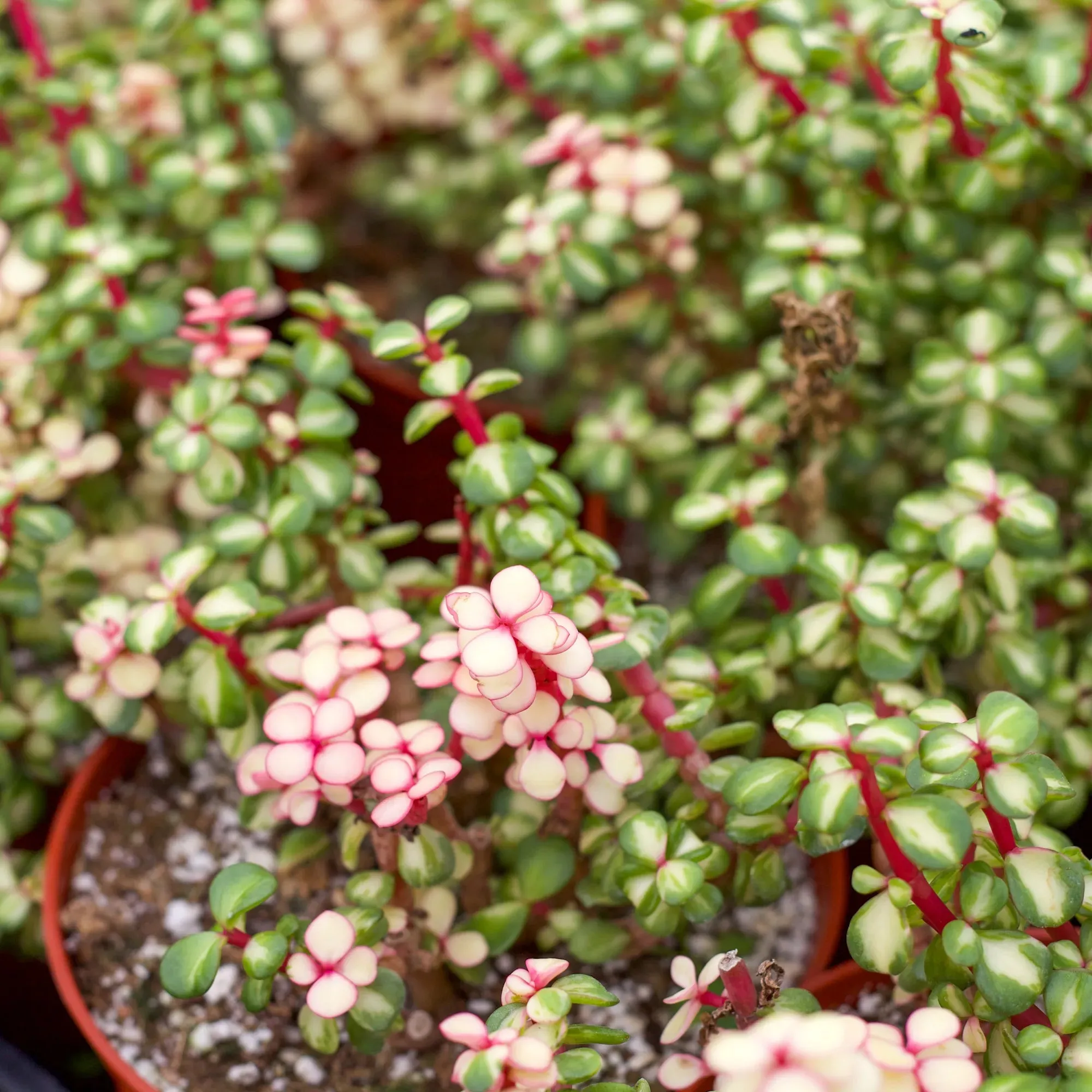 Portulacaria afra 'Medio-picta'